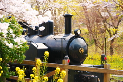 春と蒸気機関車