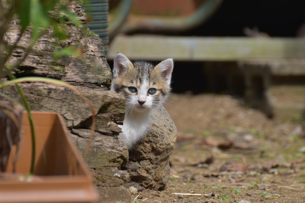 子猫