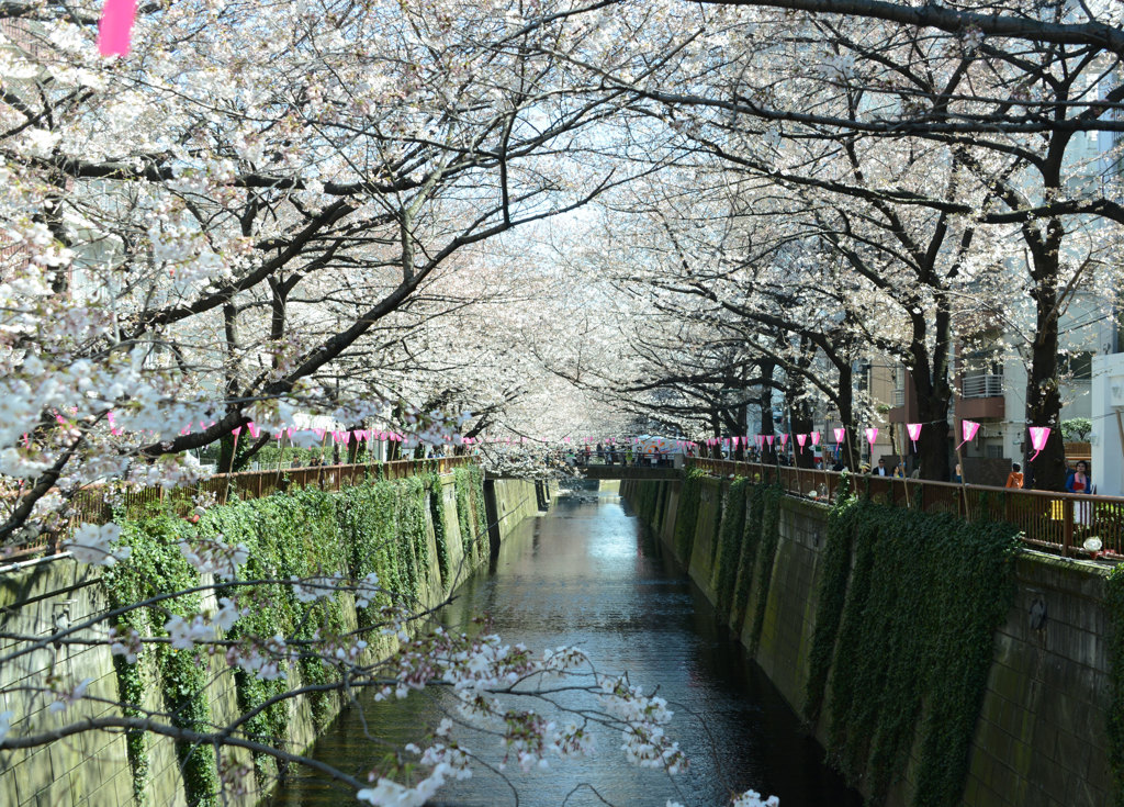 桜祭り