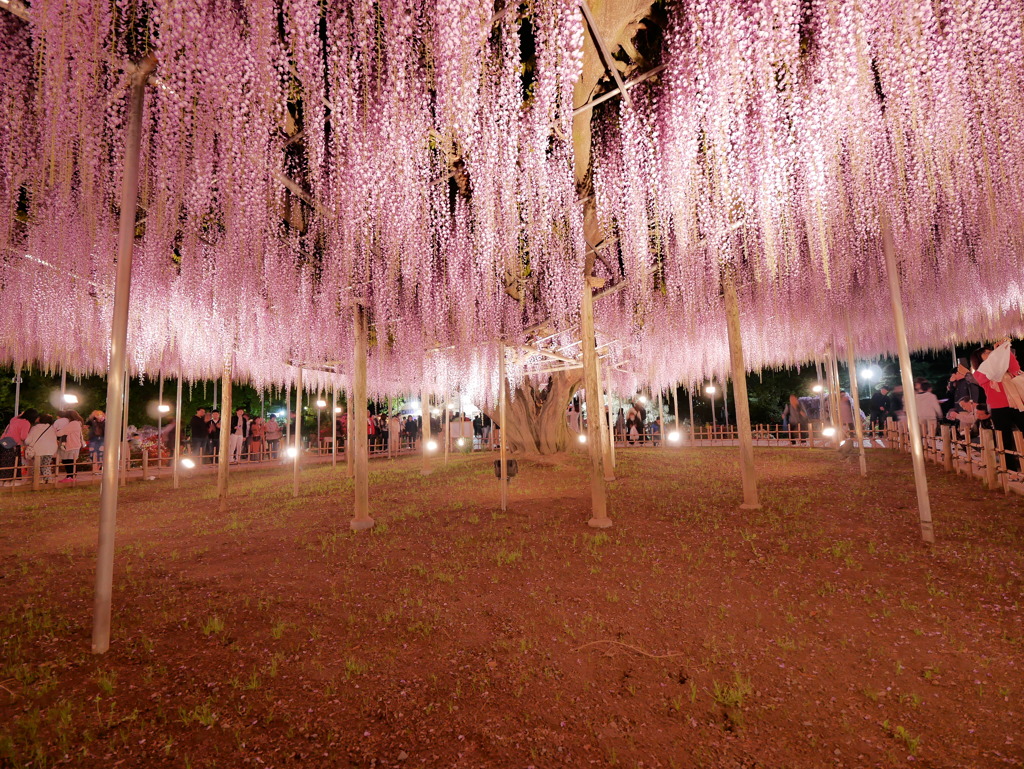 藤天井