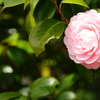 花一輪