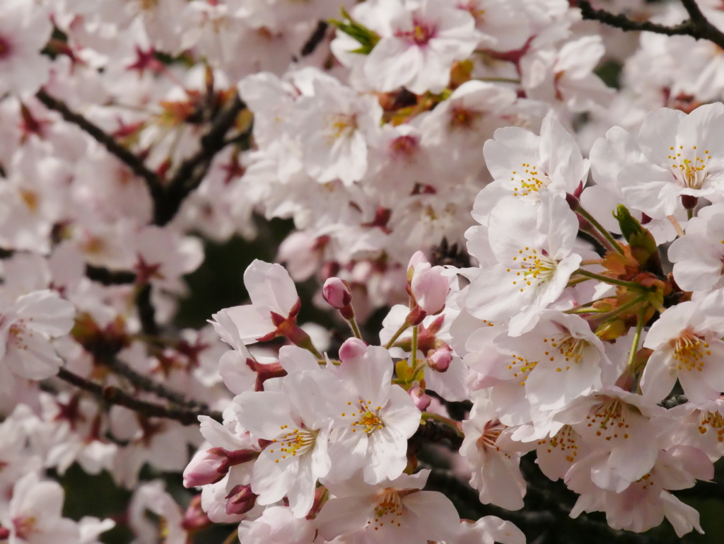 桜満開