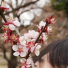 梅を愛でる
