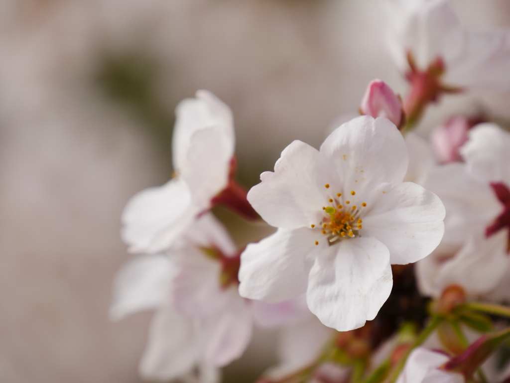 桜一輪ズーム