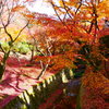 紅葉満開