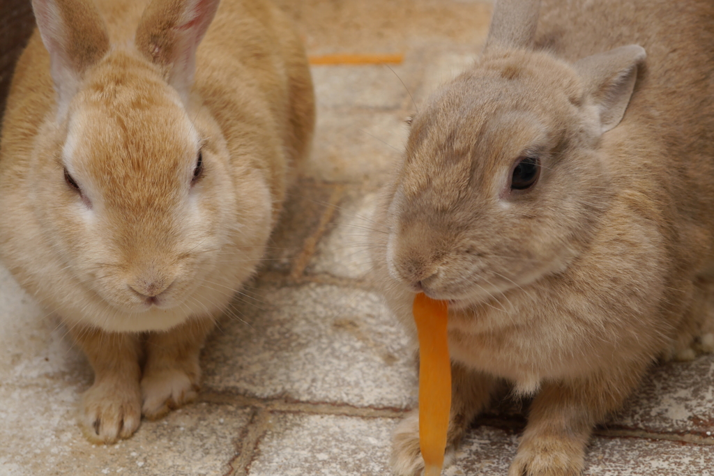 お食事中