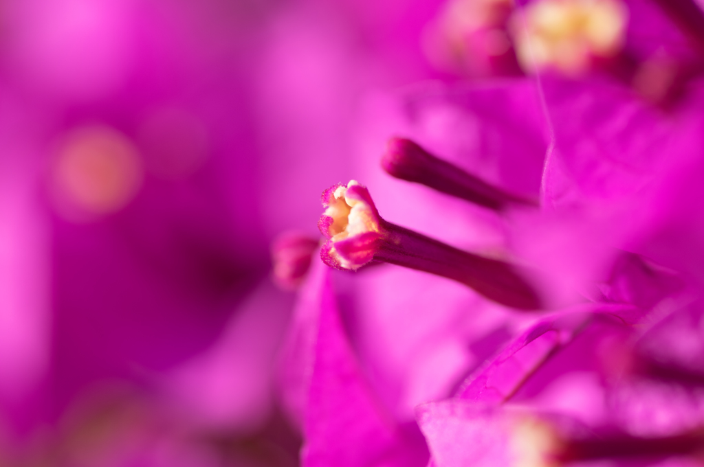 お花