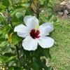 ペリリュー島お花　　　　