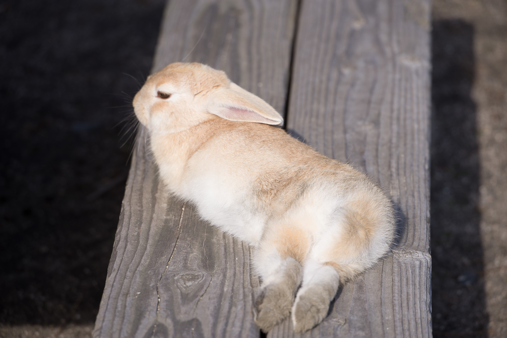 うさぎ島　　　