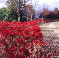 何処かの公園