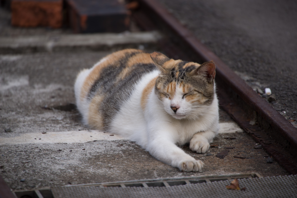 猫ねこネコ