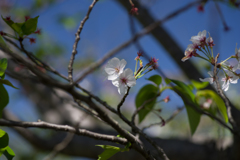 長崎　葉桜