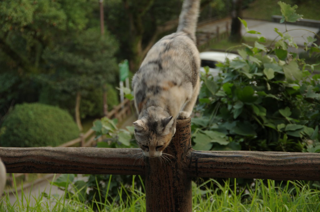 行きます！