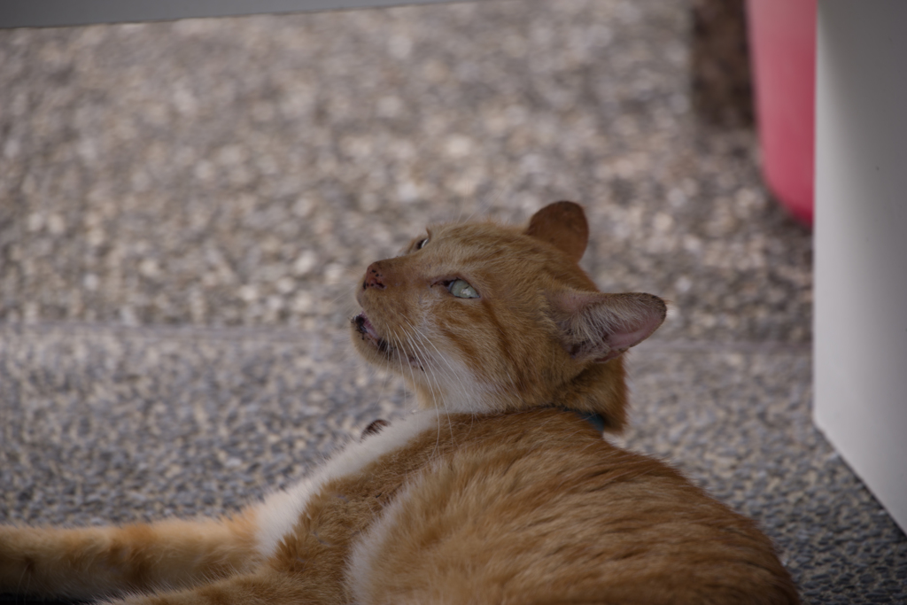 猫ねこネコ