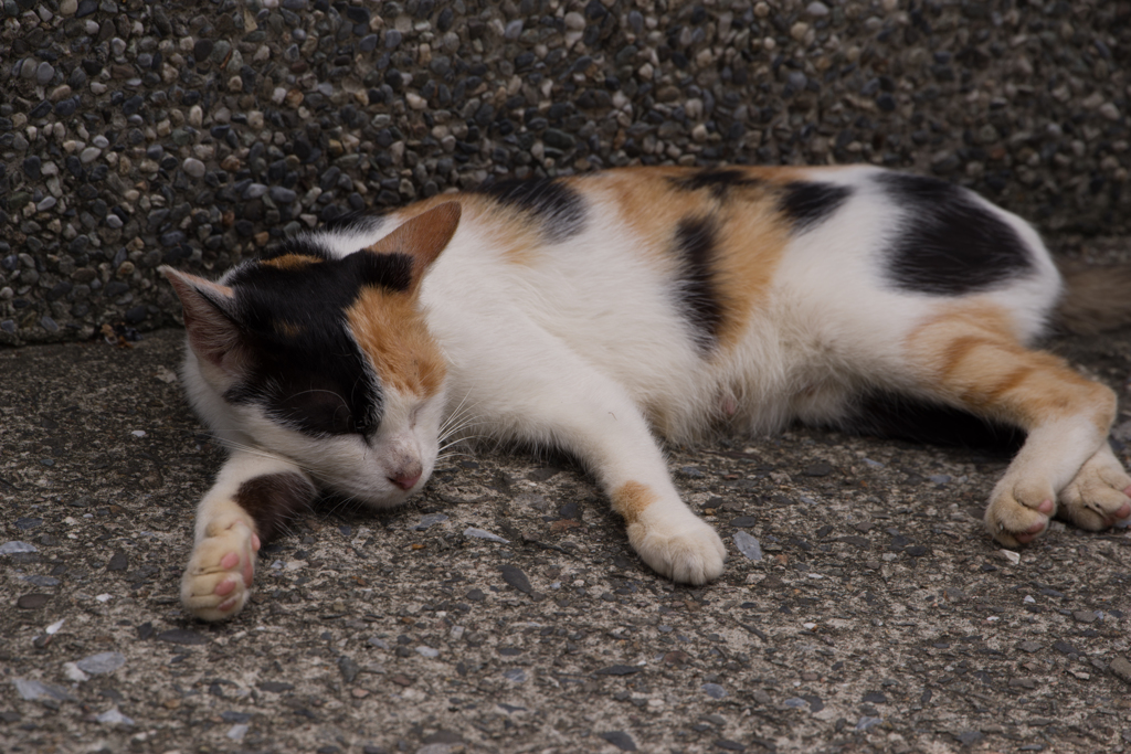 猫ねこネコ