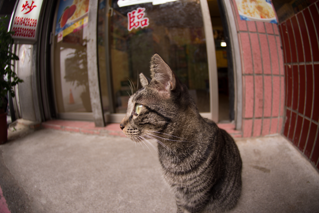 猫ねこネコ