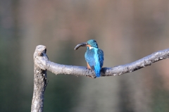 鳥納めに翡翠