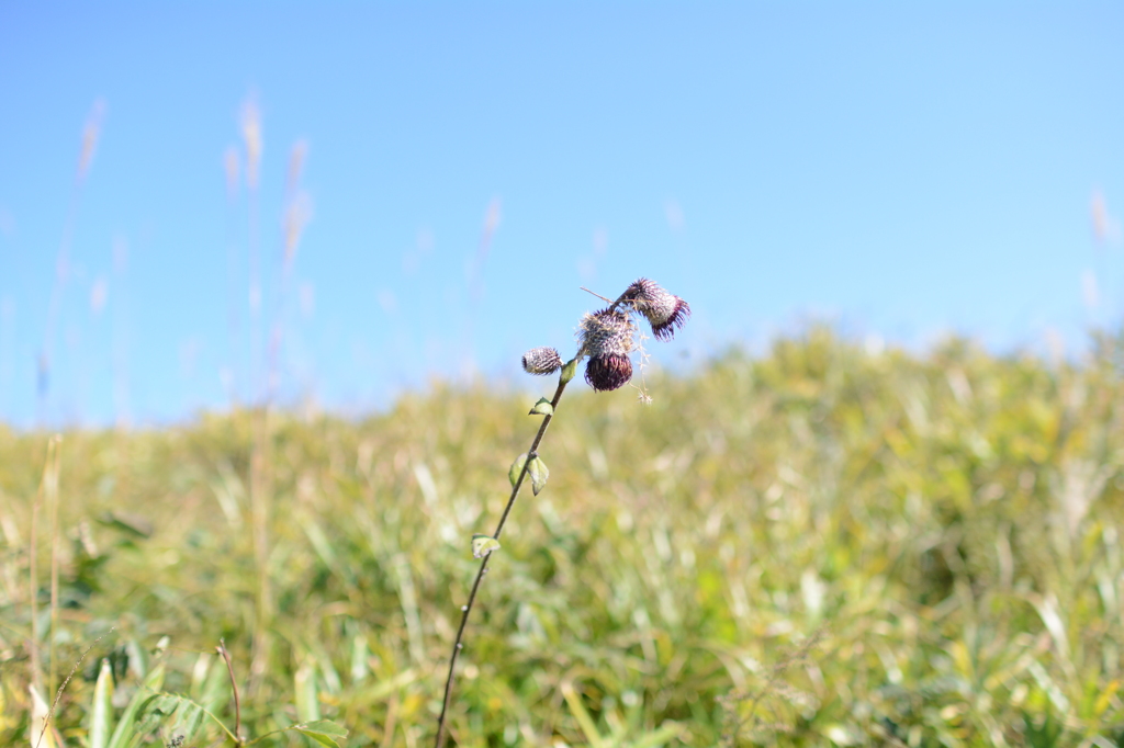 阿蘇山に生えてた草