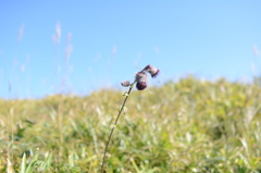 阿蘇山に生えてた草