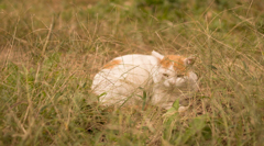 ねこ