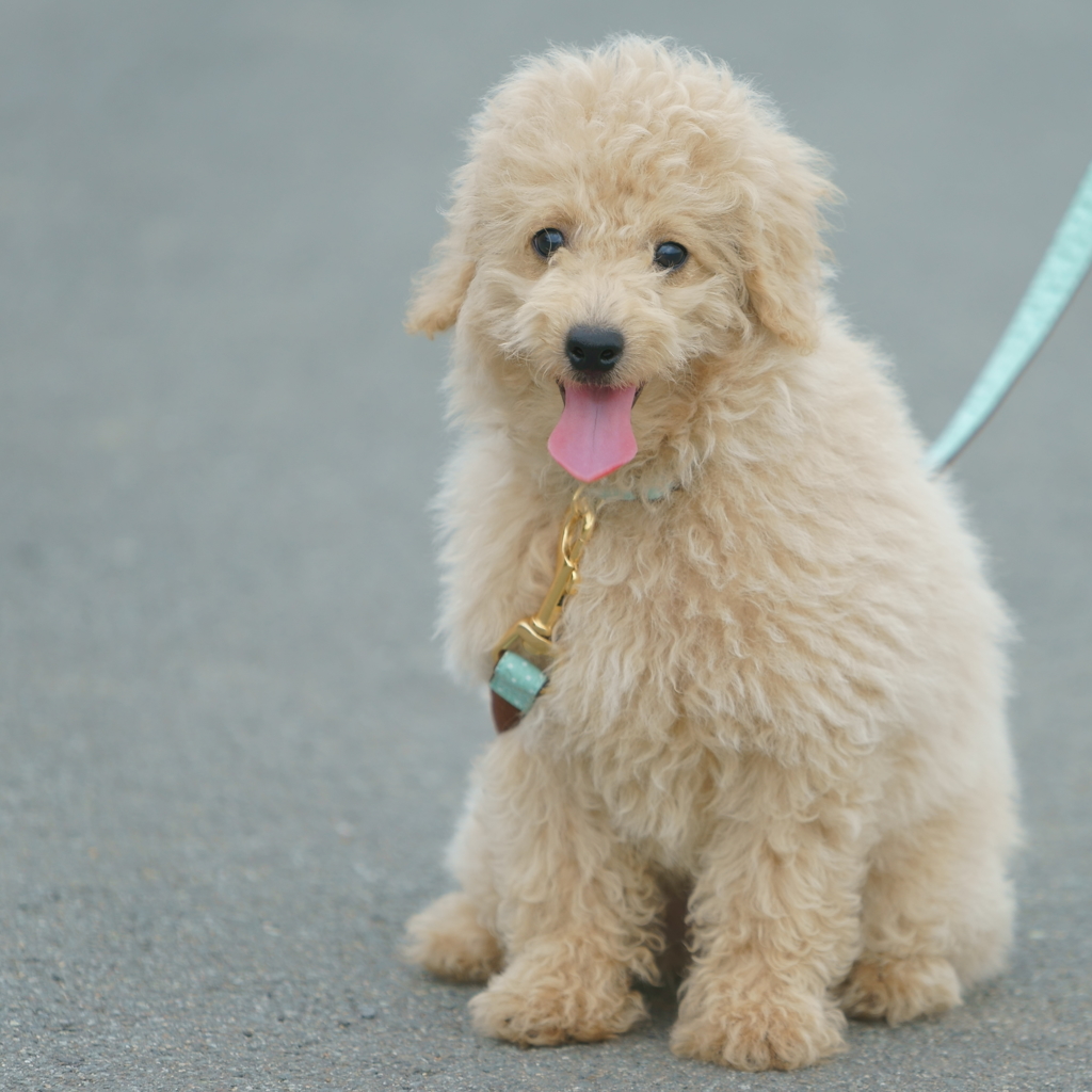 愛犬クッキー