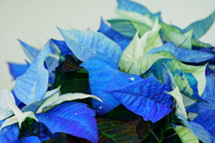 blue poinsettia