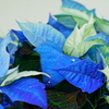 blue poinsettia