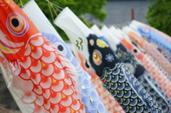 How many KOINOBORI?