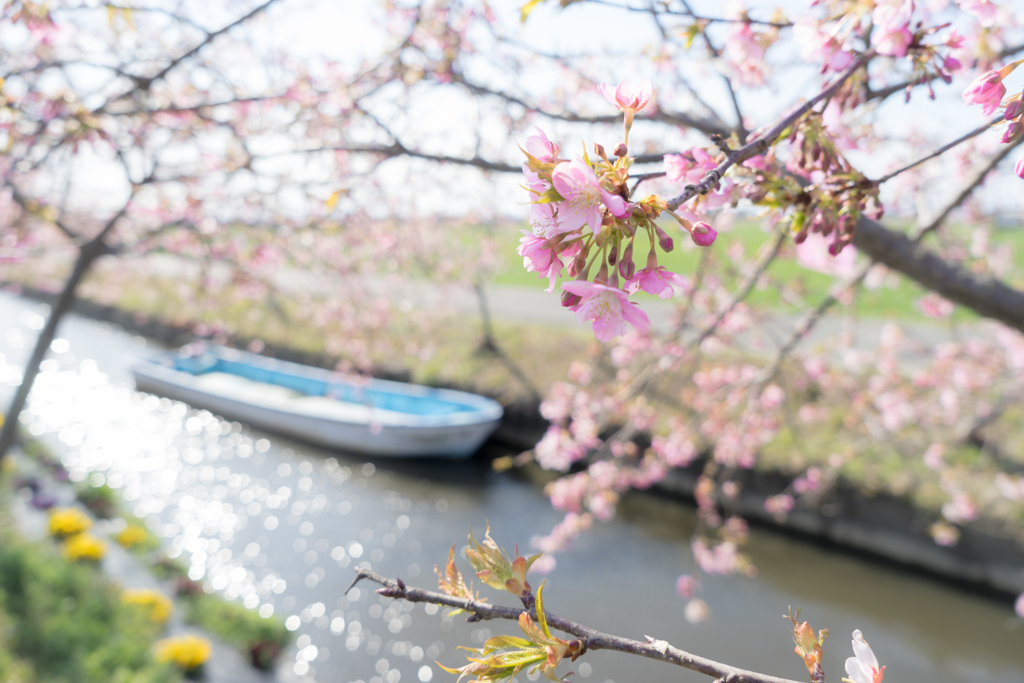 笠松河津桜