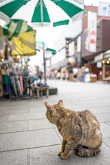 野良猫