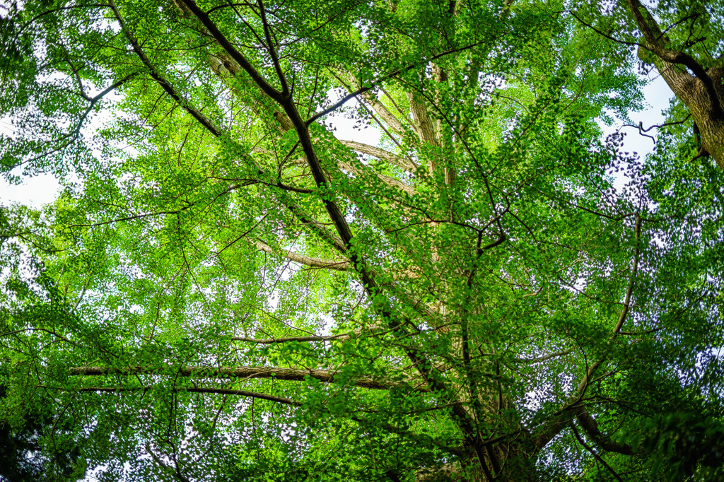leafy trees