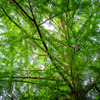 leafy trees