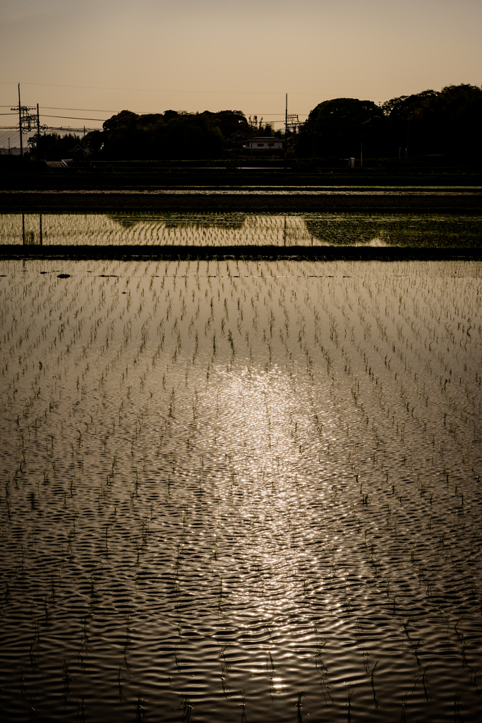 Water the fields