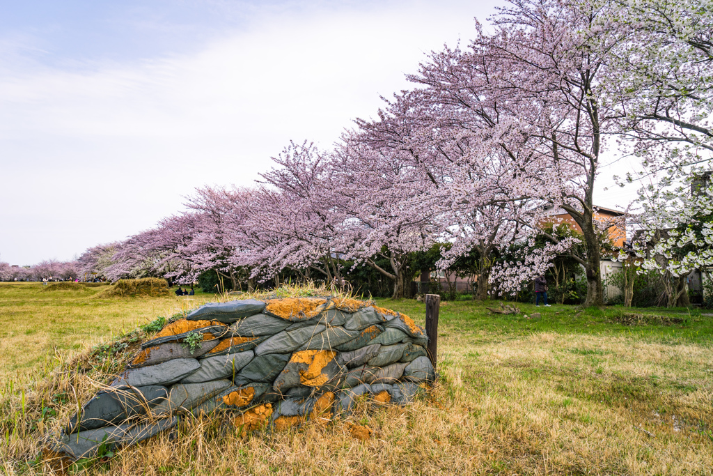 駐屯地の春