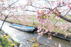 笠松河津桜【再掲】