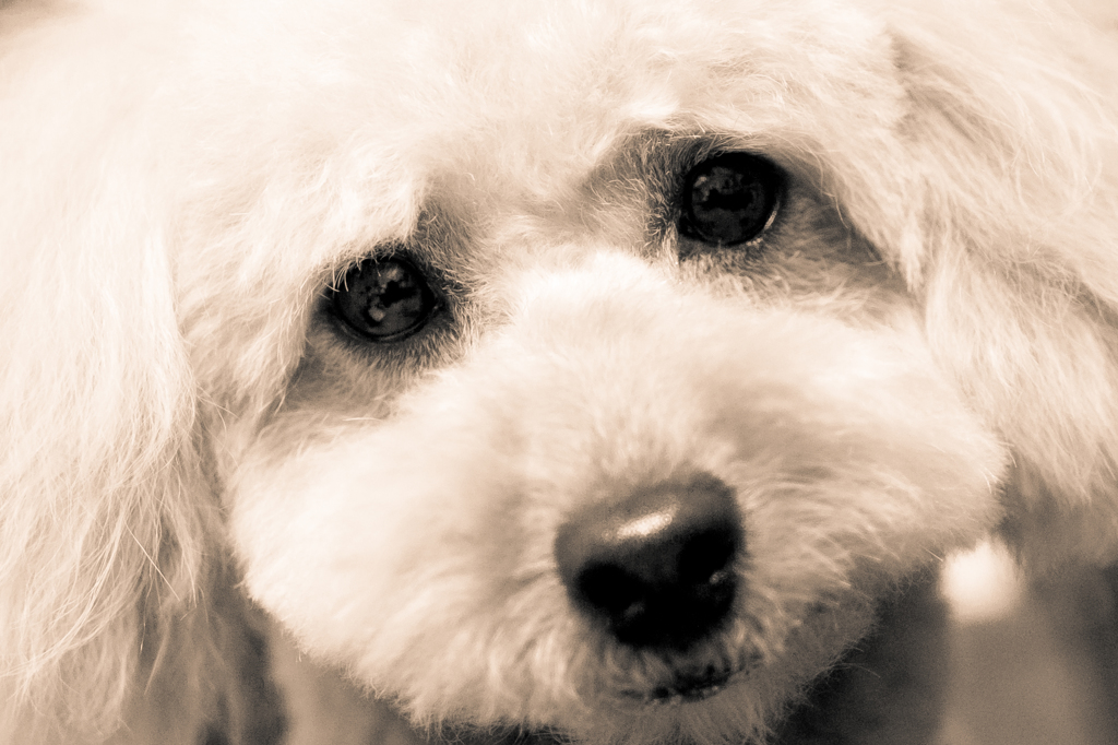 DOG EYE