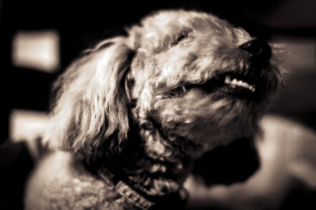 笑う犬