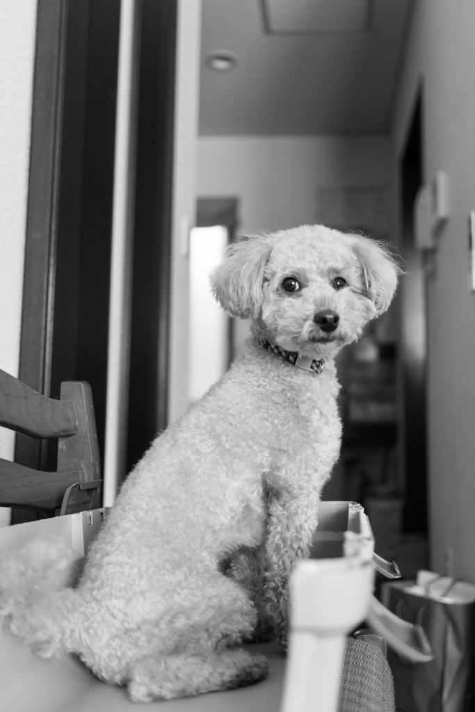 吾輩は犬である。
