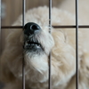 口髭