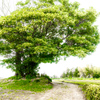 POWER OF GREEN