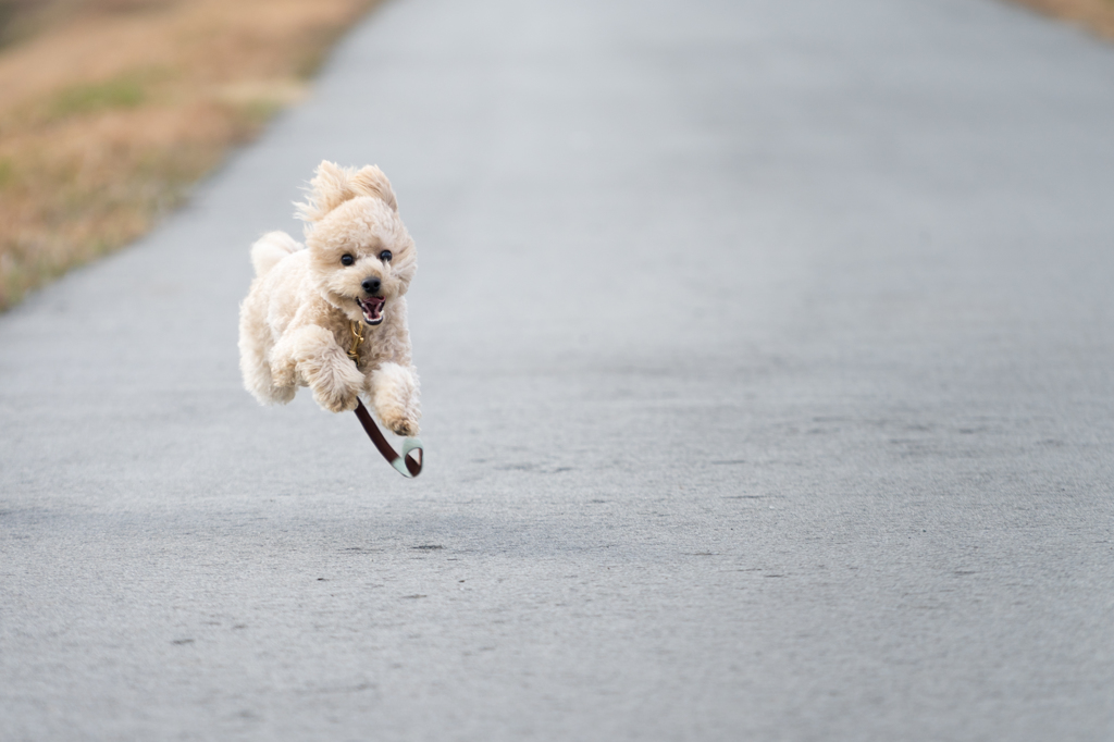 ヒャッホー！