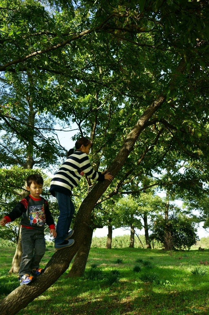 木登り