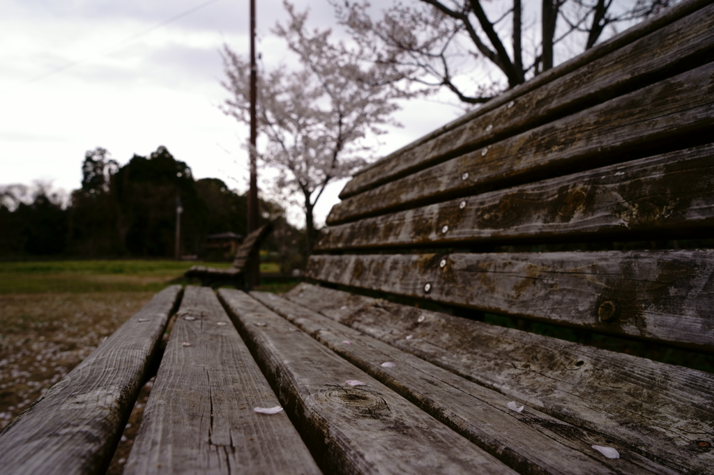 The petals on a bench