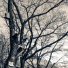 bird-house