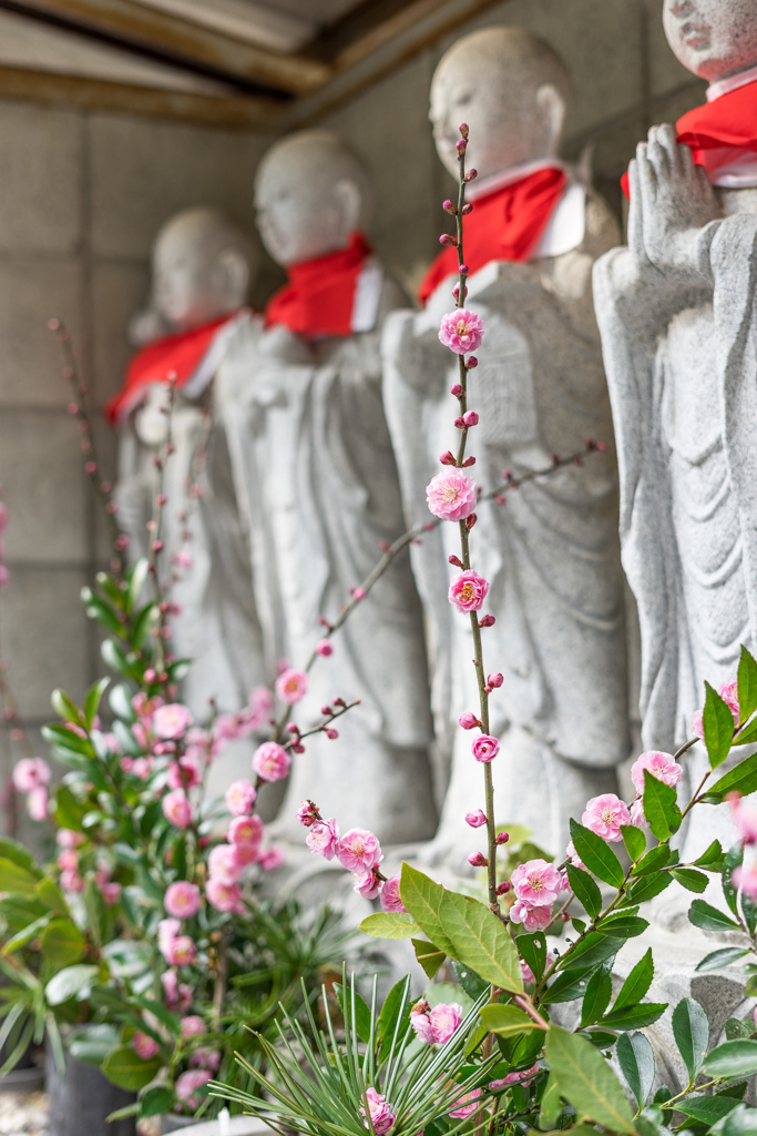 ume-blossom offerings