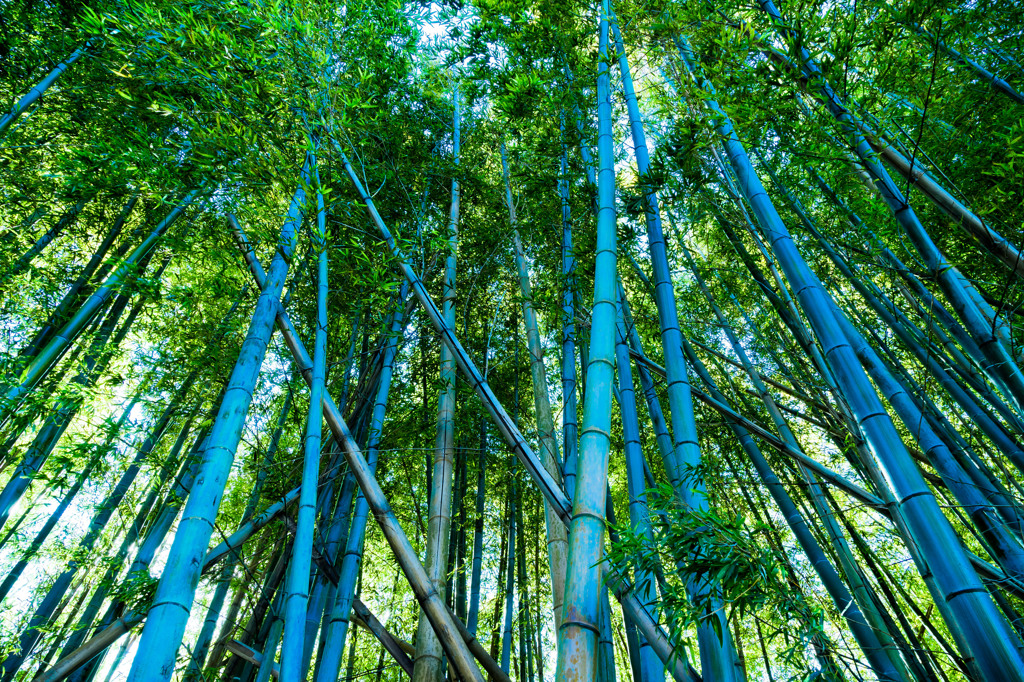 bamboo forest