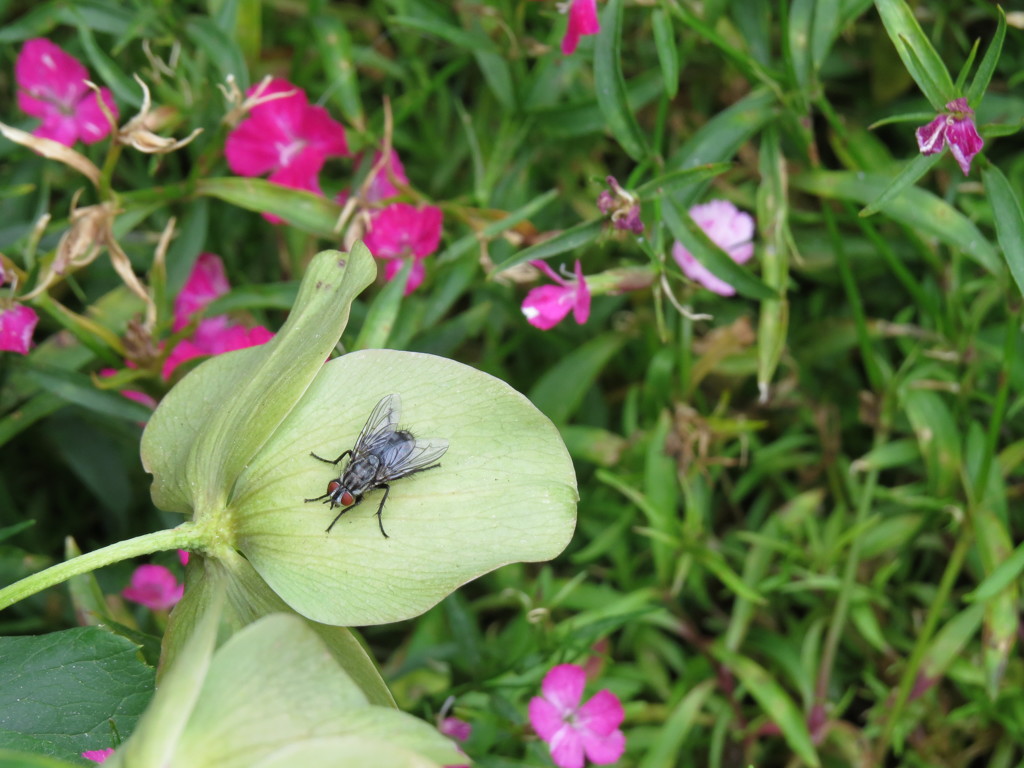 a fly