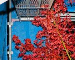 Maple in the scaffold