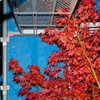 Maple in the scaffold
