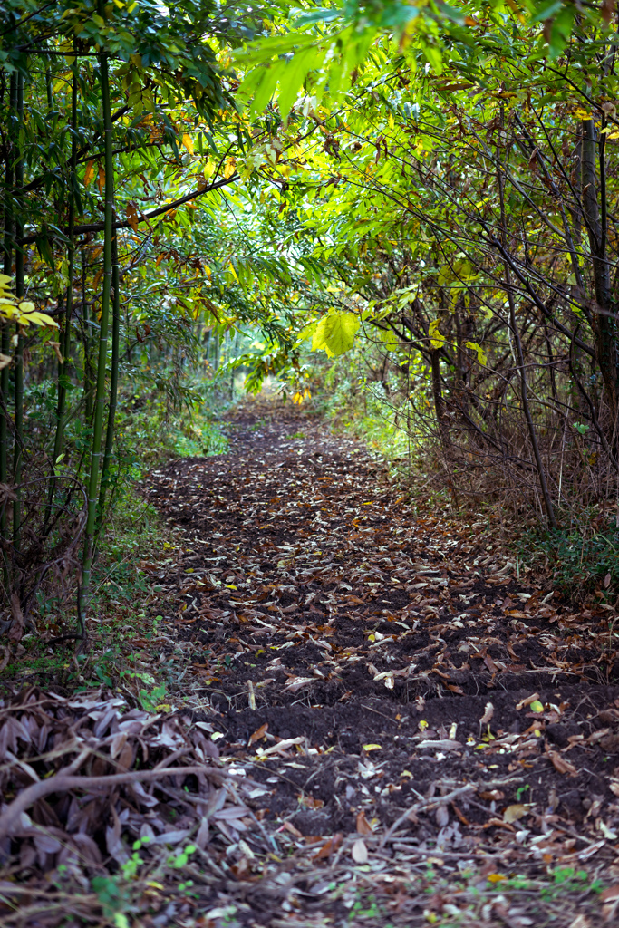 forest path
